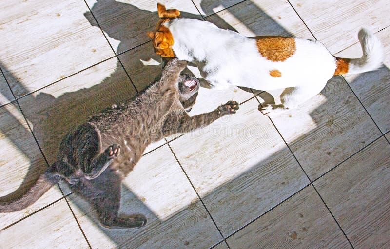 Young Jack Russell Terrier Playing with a Gray Cat on a Tile Stock