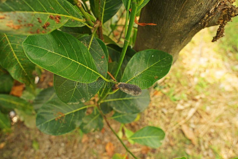 Young Jackfruit Infested by Fung, Plant Disease Stock Image Image of