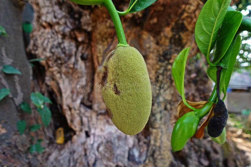 Young Jackfruit Infested by Fung, Plant Disease Stock Image Image of