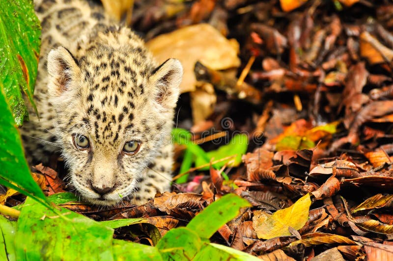 A Young Jaguar in the Grass Stock Image Image of wildcat, wildlife 162152753