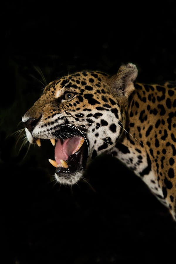 Young Jaguar snarl with teeth closeup in jungle on black background stock photography