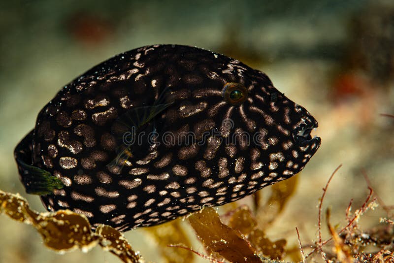 Juvenile Map Puffer Fish Swimming in the Water, Tropical Balloon Fish