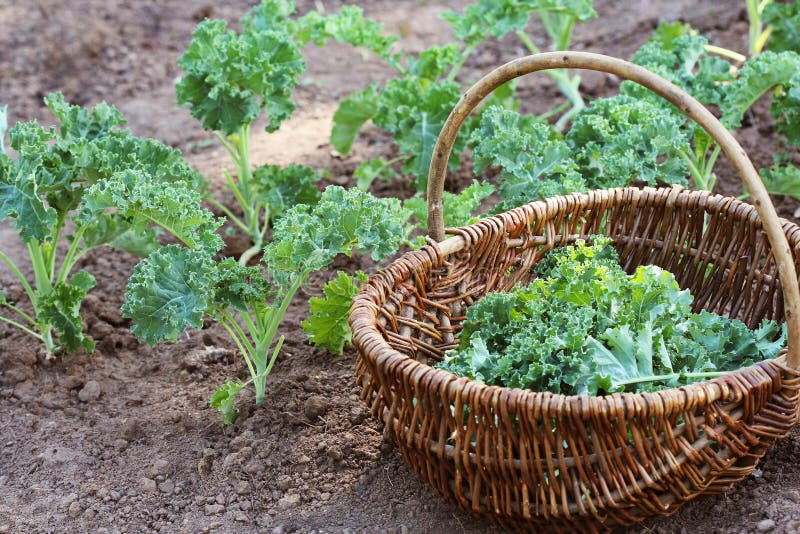 Young Kale Growing in the Vegetable Garden. Gardener Picking Leaves in