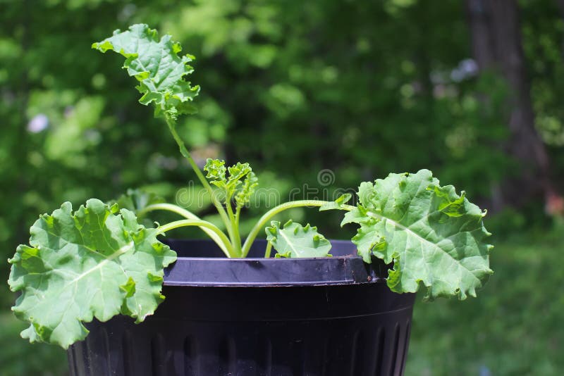Young Kale Plant Growing in Pot in Springtime Stock Image Image of