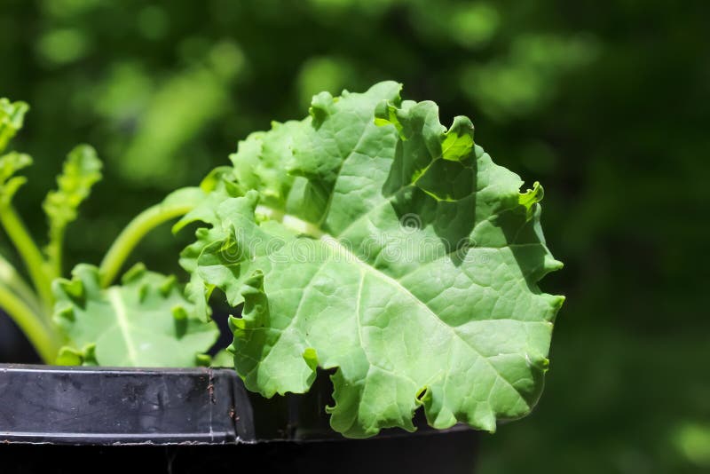 Young Kale Plant Growing in Pot in Springtime Stock Image Image of