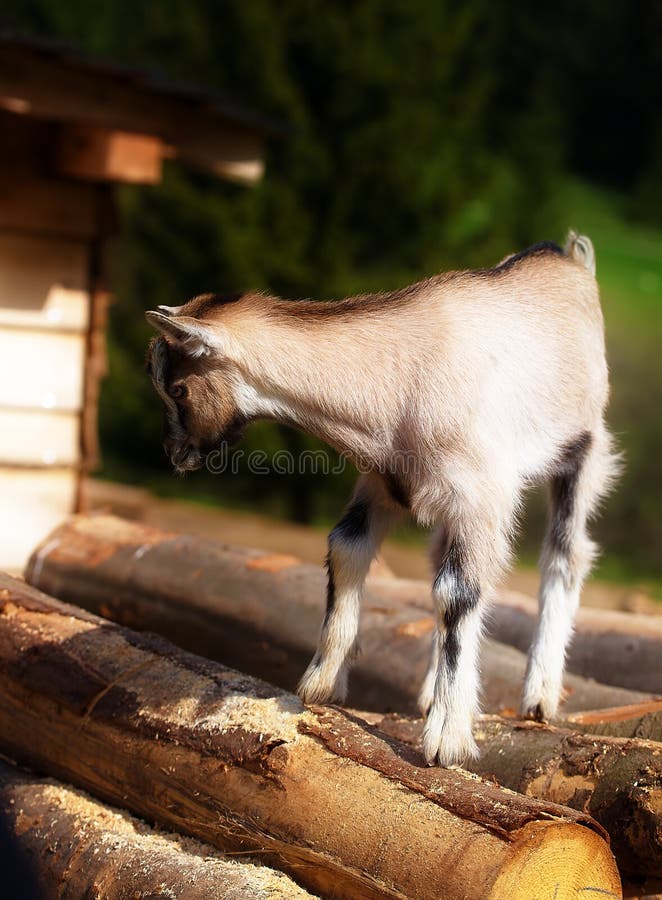 Young kid goat on wood in land. Meadow background. Kid calf stock images, royalty-free photos and pictures