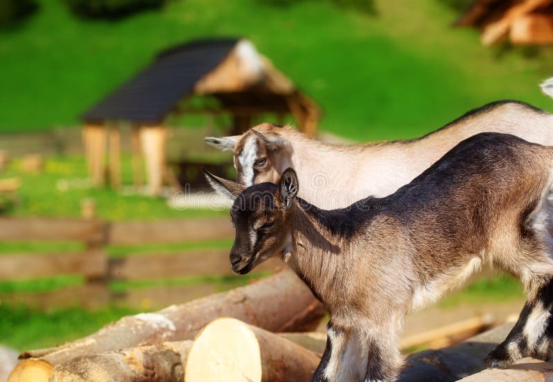 Young kid goat on wood in land. Meadow background. Kid calf stock images, royalty-free photos and pictures