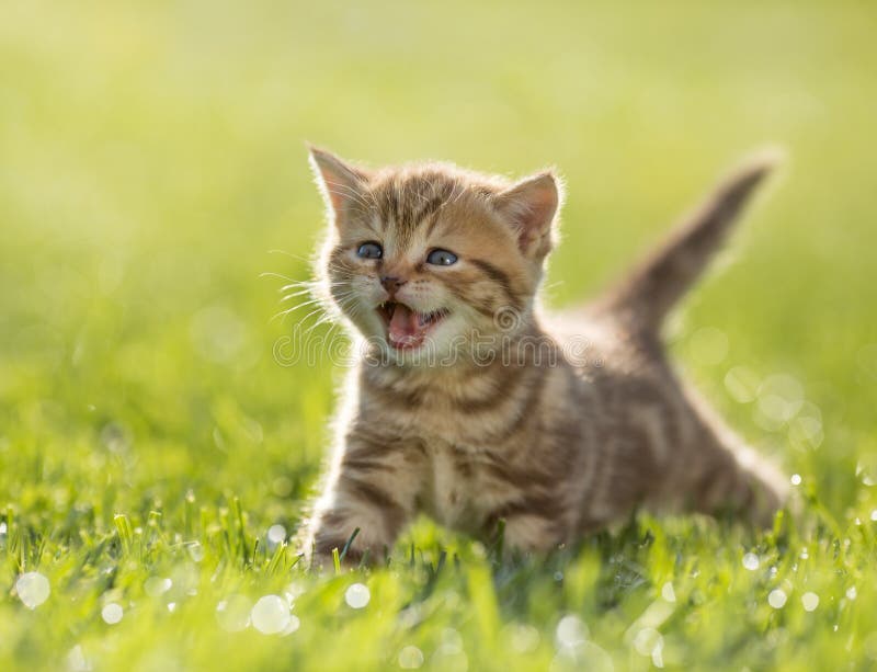 Mladý smiešny mačiatko mačka v zelená tráva.