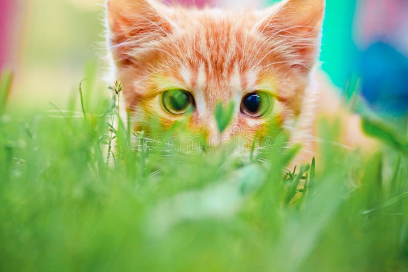 Young kitten is hunting on green grass