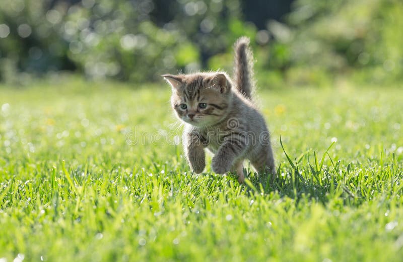 Young kitten jumping or running in green grass stock photography Young kitten jumping or running in green grass stock photography
