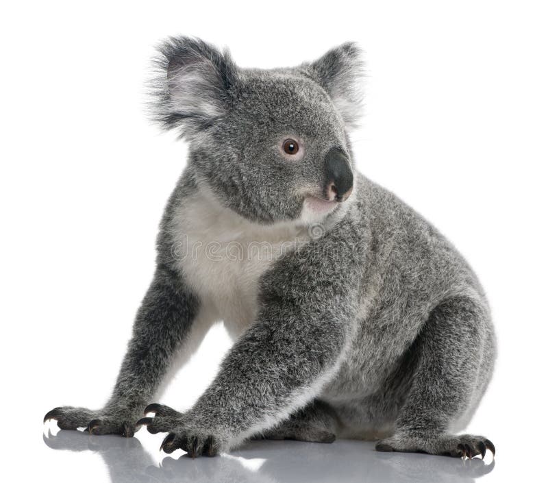 Young Koala, Phascolarctos Cinereus, 14 Months Stock Photo Image of