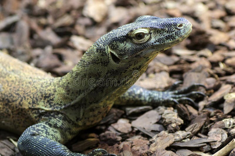 Young Komodo Dragon stock photo. Image of crawl, predator 31359386