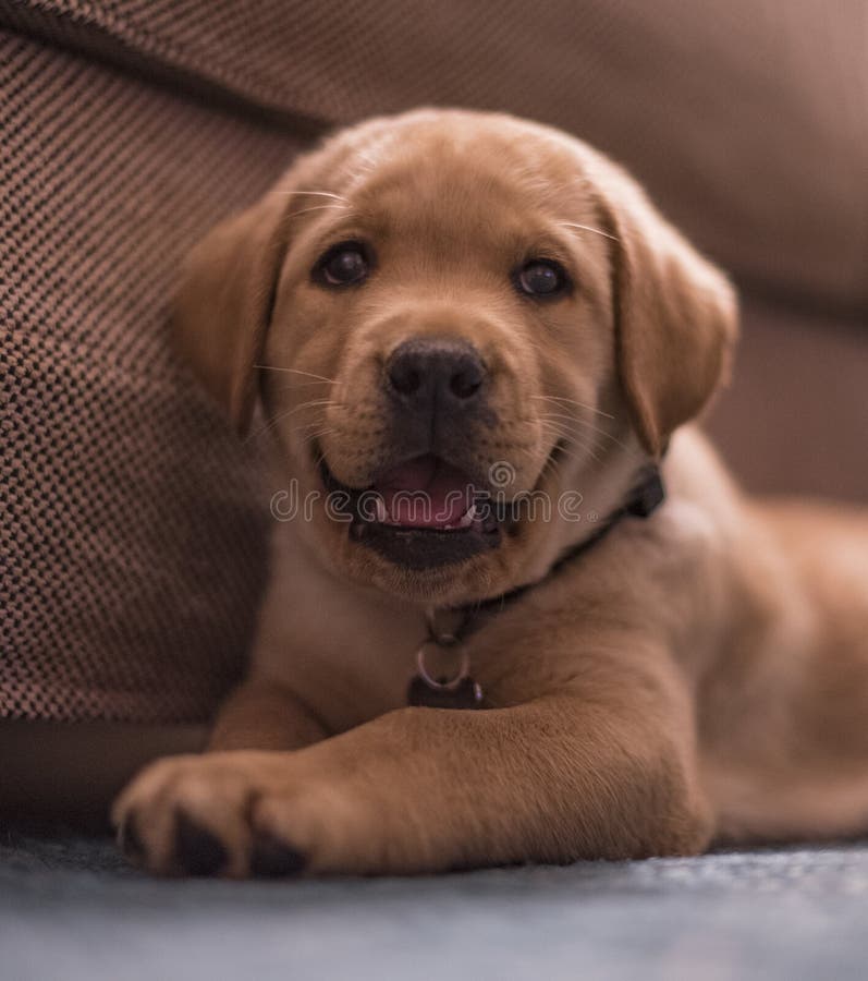 Young labrador stock image. Image of young, child, family 160806665
