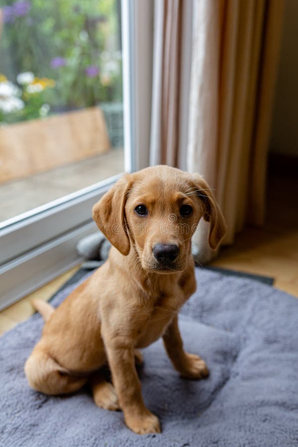 A Young Labrador Puppy Sitting on His Bed, he is Looking Directly into