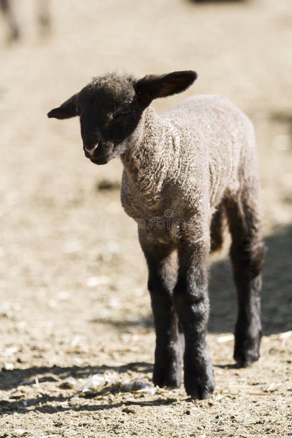 Young lamb stock photo. Image of mammal, agriculture 29175642