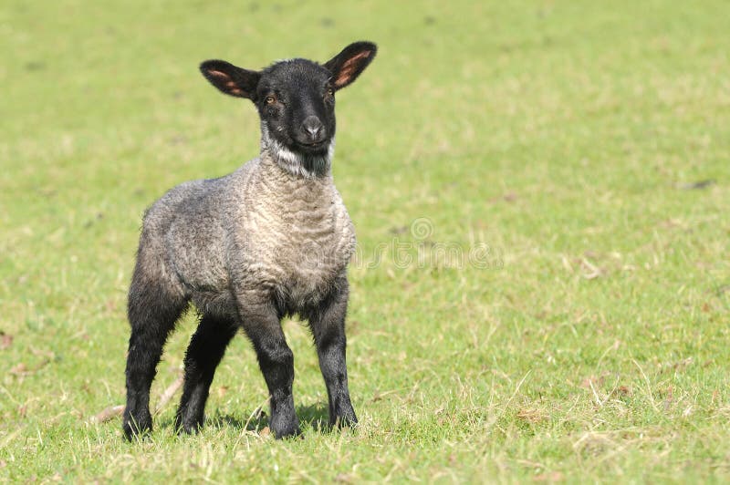 Young lamb stock image. Image of lamb, mammals, young 9671221
