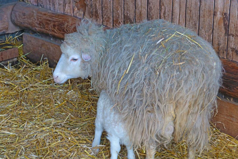 Lamb Drinks Milk Suckling from Udder of Mother Sheep Stock Photo