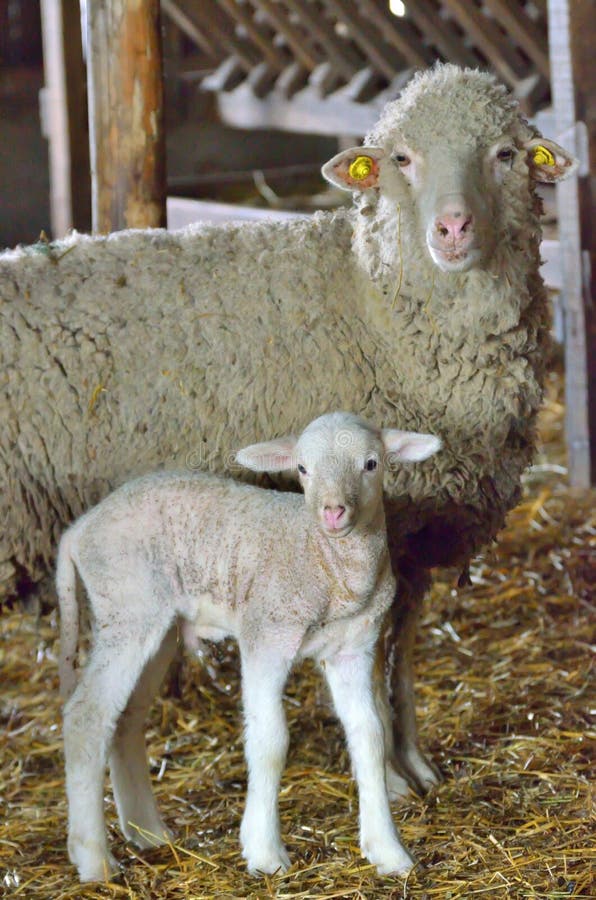 Young lamb and sheep stock image. Image of born, green 88929891