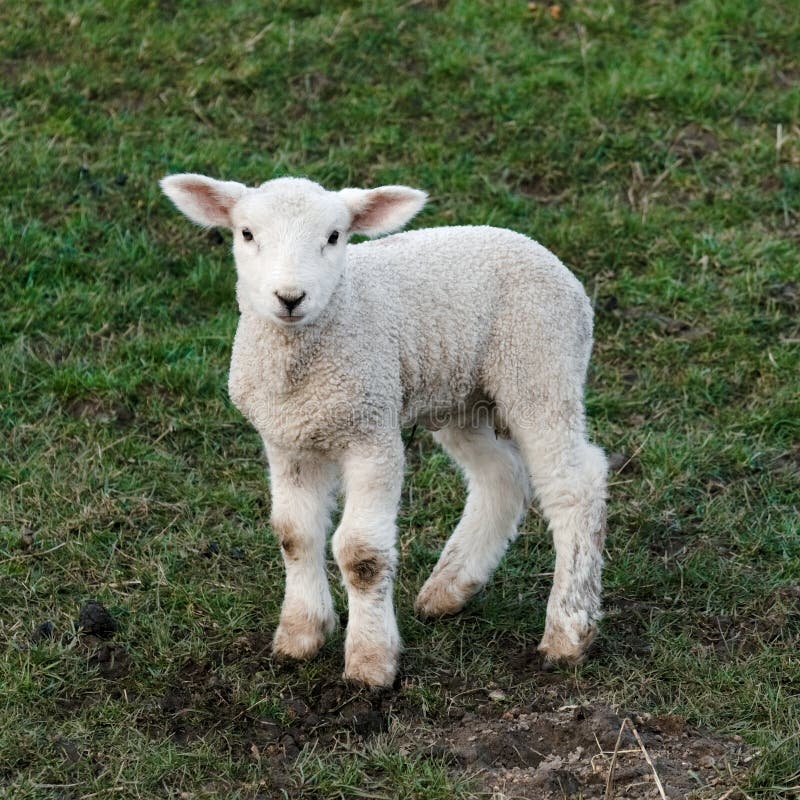 Teenage Lamb Stock Photos Free Royalty Free Stock Photos from