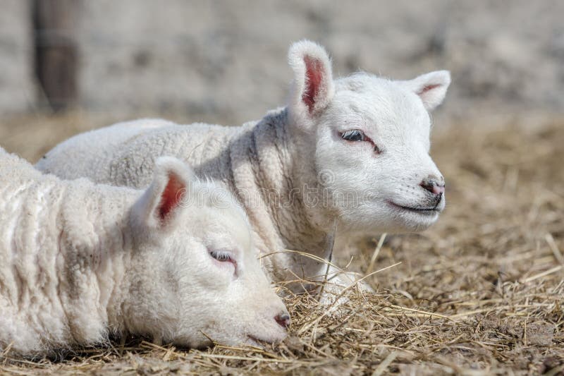 Sweet lambs stock photo. Image of spring, grass, sheep 713580