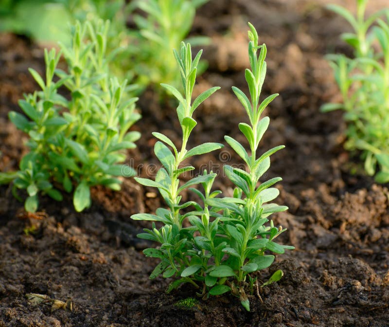 lavender seedlings lavender seedlings
