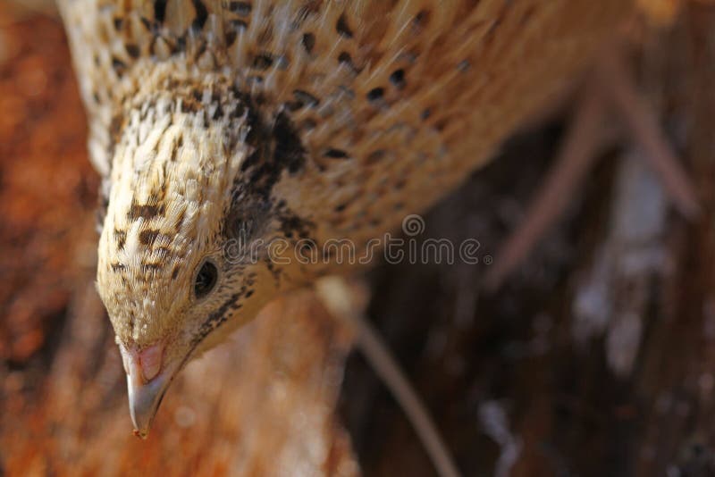 The Young Laying Quail Feels Comfortable in Its Natural Environment and