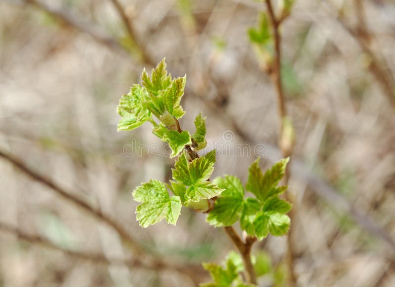 160 Blackberry Sprout Stock Photos Free & RoyaltyFree Stock Photos
