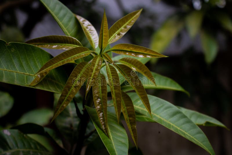 This is the Young Leaf of the Mango Shoot. Mango Plant and Its Growing