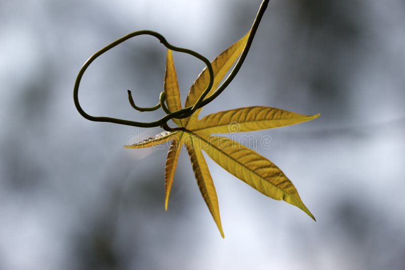 Yellow young leaves under grey background. Yellow young leaves under grey background.