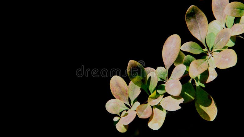 Young Leaves With Black background