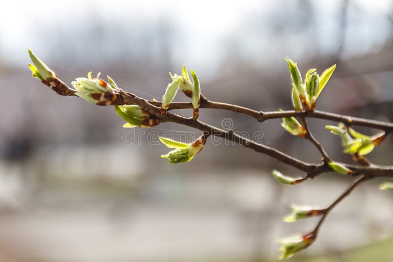 Young leaves, buds and shoots on a tree branch in spring in the sunlight in the blur