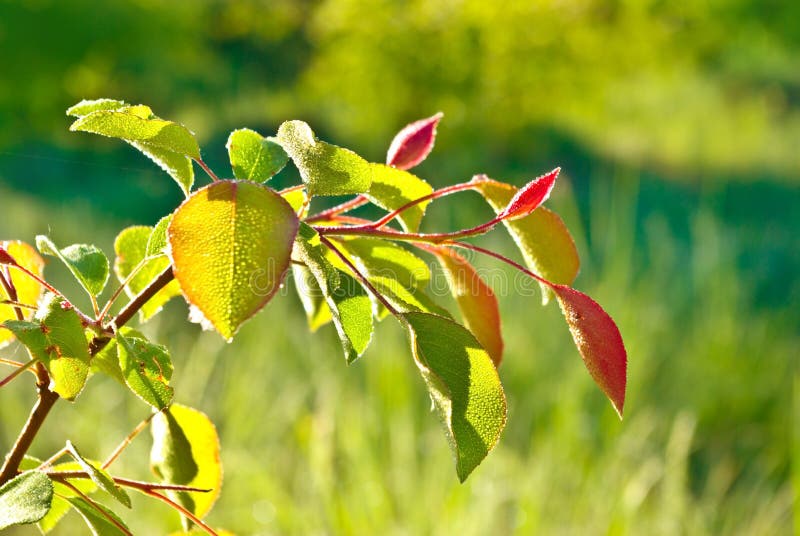 Young leaves in the drops of morning dew.