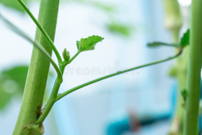 Young leaves of the okra tree stock photo