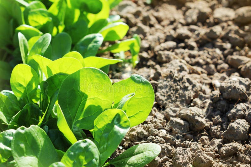 Young Leaves of Spinach.Sprouts Spinach Growing in Garden. Green Shoots ...