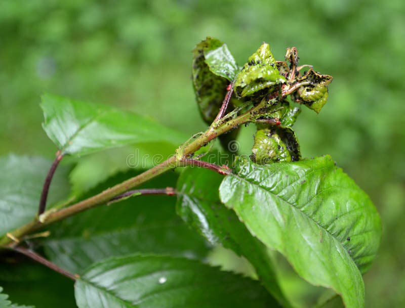 The young leaves of sweet cherry damaged by a plant louse