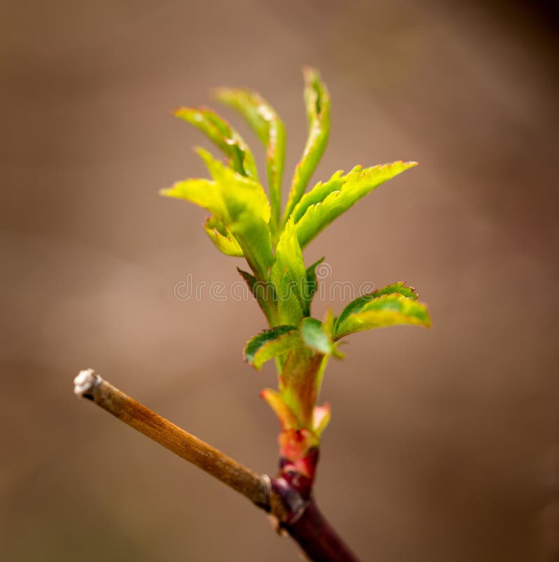 Young leaves on tree branches in spring stock image