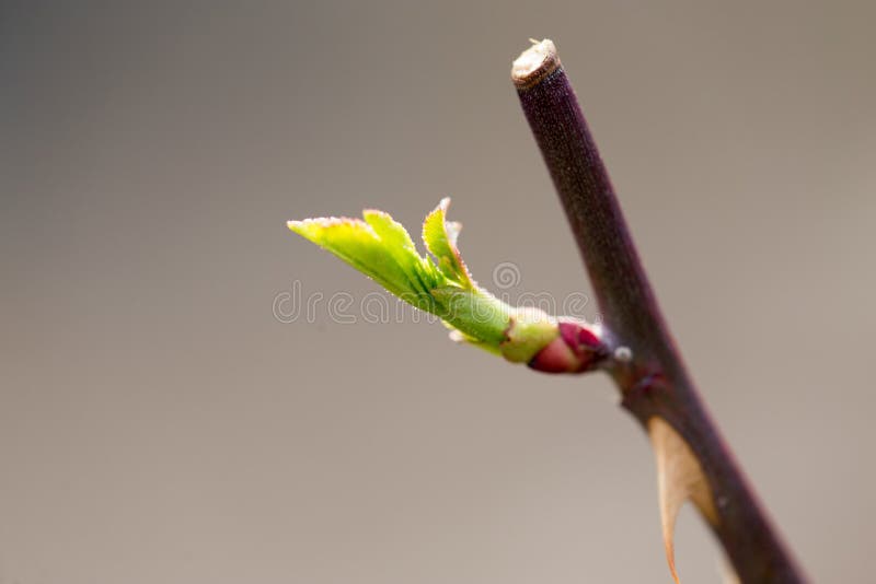 Young leaves on tree branches in spring stock image