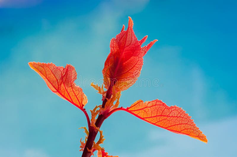 Young Leaves on the Trees Plum Shoots. Stock Photo Image of