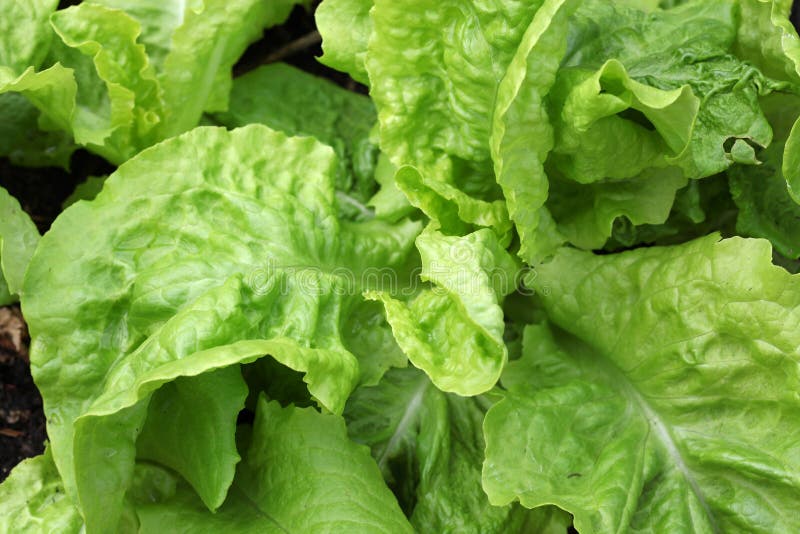 Lettuce Head Isolated on White Stock Photo Image of plant, vegetable