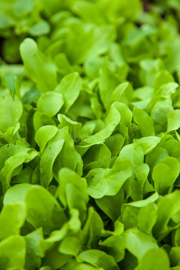 Young Lettuce Plants Growing in Garden Stock Image Image of
