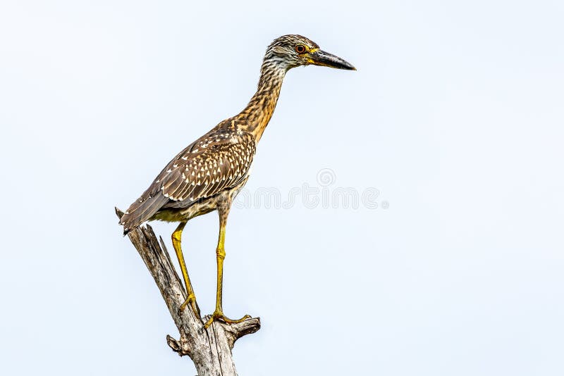 Young limpkin or aramus guarauna perched on the tree, Laguna De Bacanao, Santiago De Cuba, Cuba animal beak beautiful bill bird birding brown carrao close-up courlan crying cute environment eye fauna feather feathers heron large long natural nature one ornithology outdoor park portrait sitting spotted standing tropical wader wading wild wildlife yellow