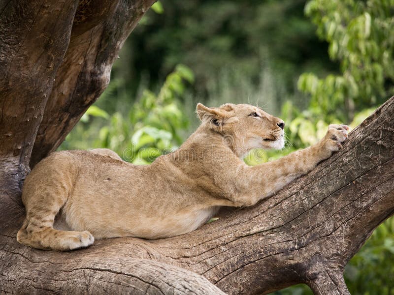 Young lion rsharpening it's claws on a tree