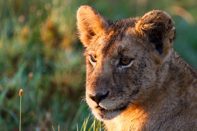 Young lion lit with beautiful sunrise light in central Serengeti national park, Tanzania