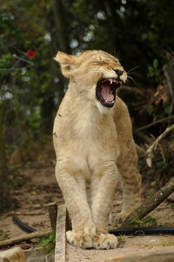 A young lion showing teeth in a game park in South Africa