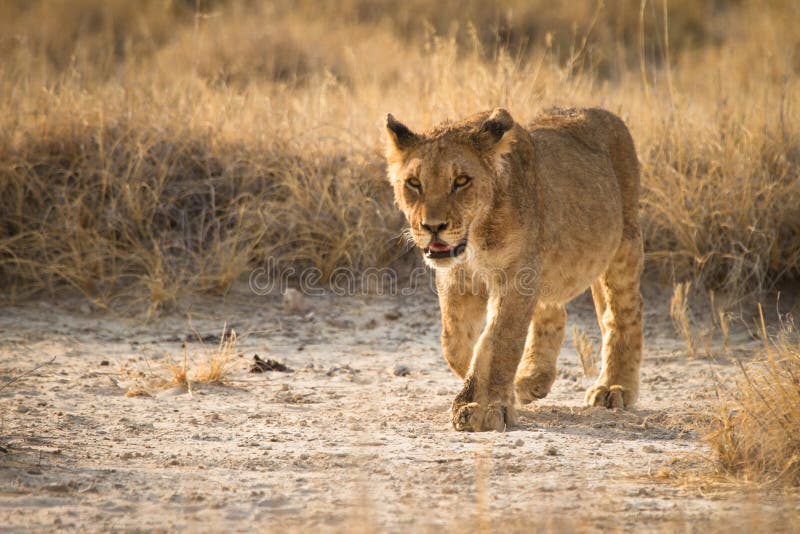 Wild young lion, Etosha, Namibia