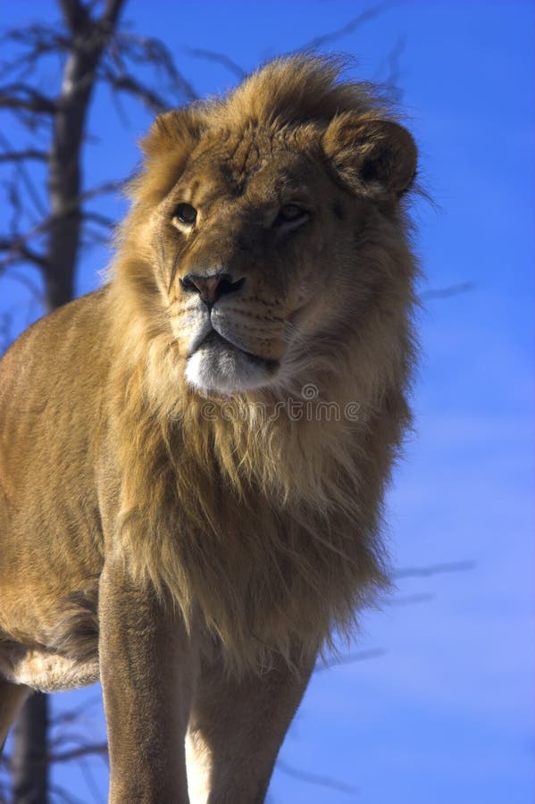 Young lion with blue sky