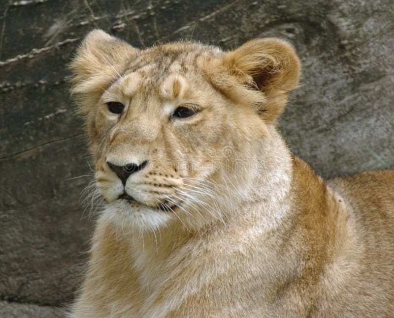 Young lion photographed at a zoo in the Netherlands