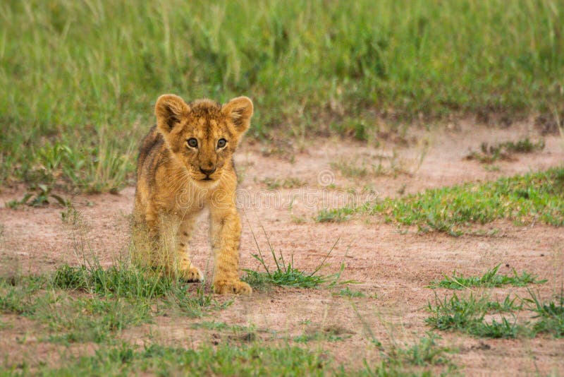 Young lion cub walks over bare earth