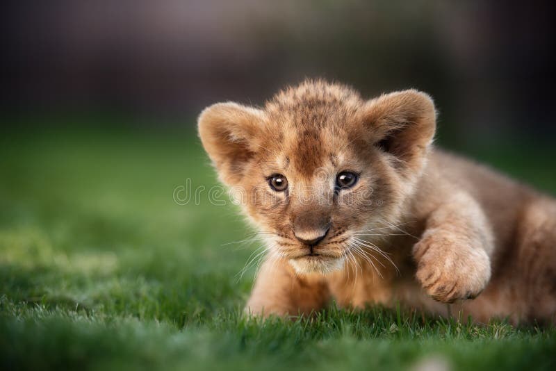 Young lion cub in the wild and green glass