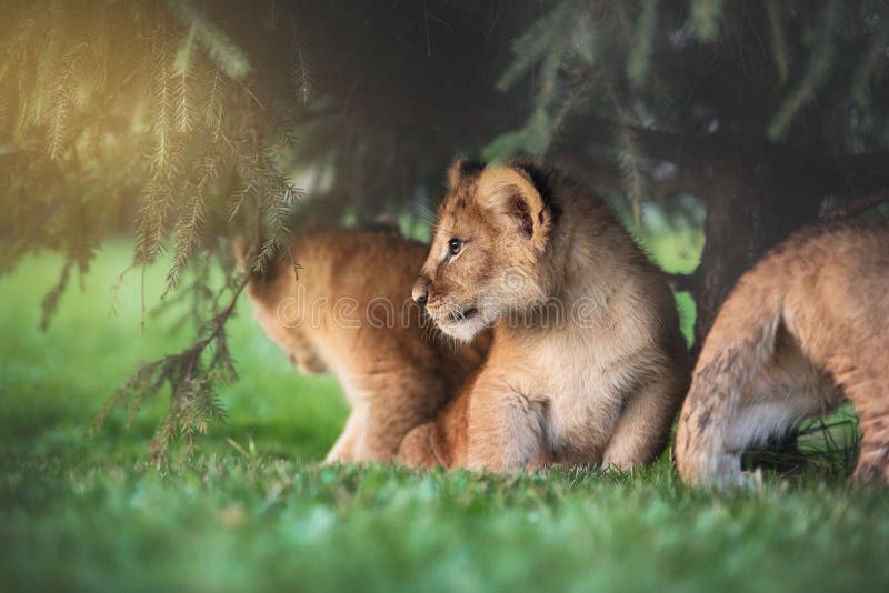 Young lion cub in the green grass on a Sunny day. Young lion cub in the green grass on a Sunny day